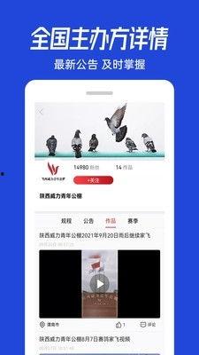 鸽子视频直播,跟随鸽子视角探索城市美景