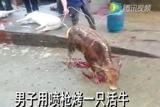 火烧牛视频,牛的悲鸣与生命的尊严