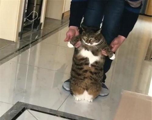 减肥猫视频,轻松掌握健康瘦身秘诀