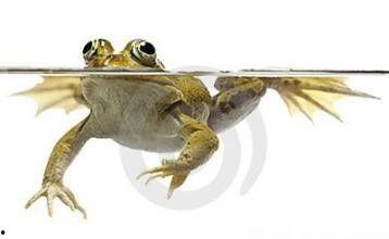 蝶游泳教学视频,轻松掌握蝶泳技巧全解析